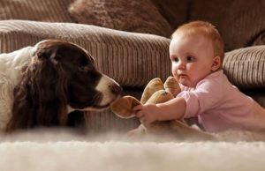 Molly sharing her toys with Monty dog