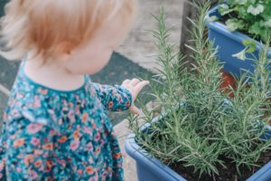 picking herbs