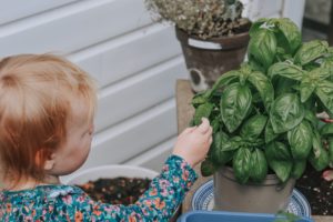 picking herbs