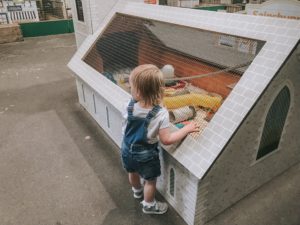 Fun at Bocketts Farm