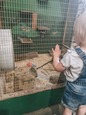 Fun at Bocketts Farm