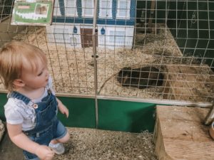 Fun at Bocketts Farm