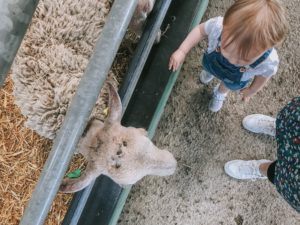 Fun at Bocketts Farm