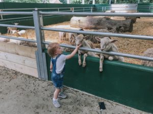 Fun at Bocketts Farm