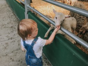 Fun at Bocketts Farm