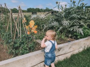 Fun at Bocketts Farm