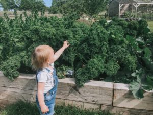 Fun at Bocketts Farm